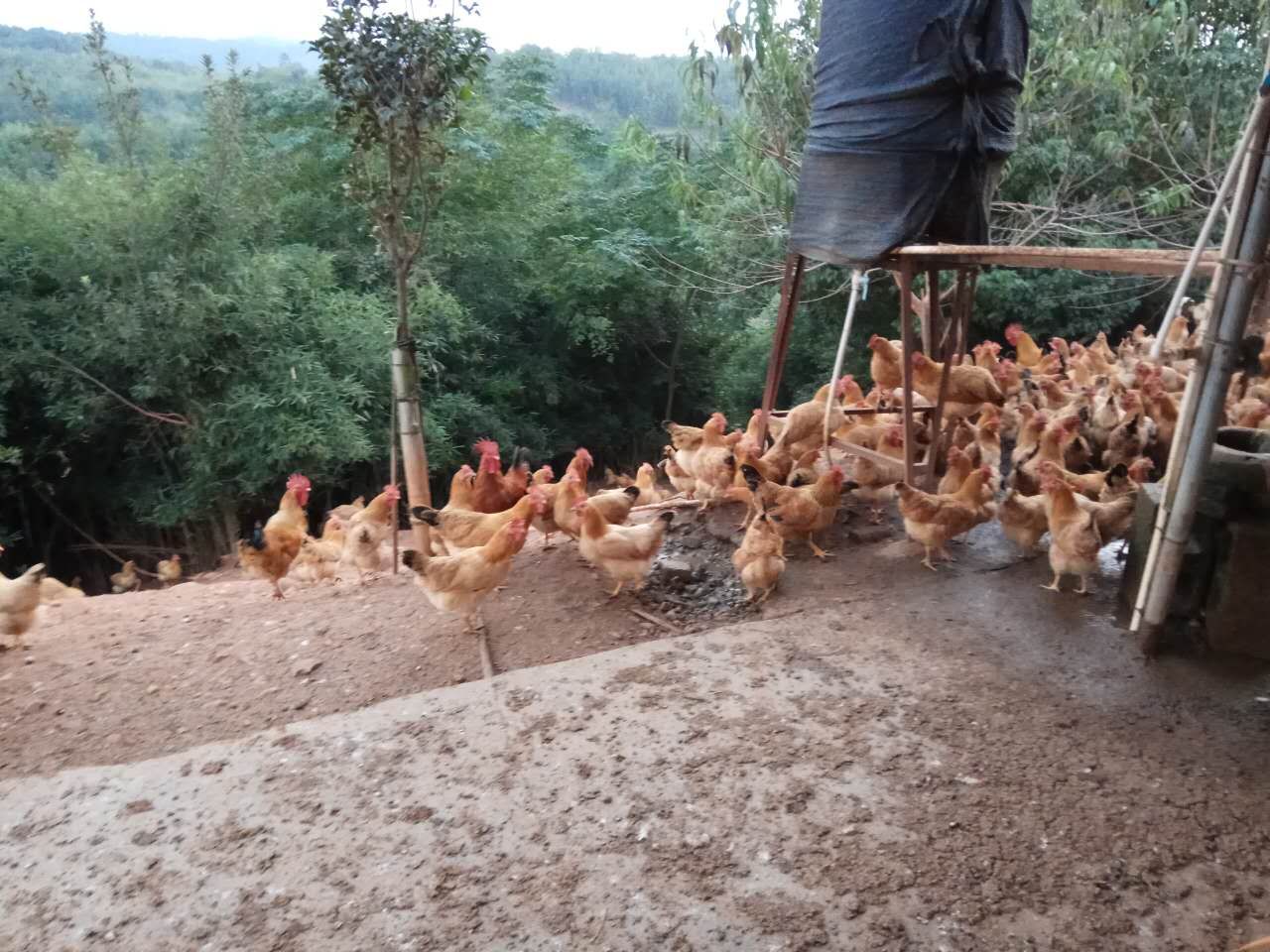 皖南土鸡种鸡皖南土鸡种鸡批发价，皖南土鸡种鸡报价，皖南土鸡种鸡供应商，皖南土鸡种鸡养殖场