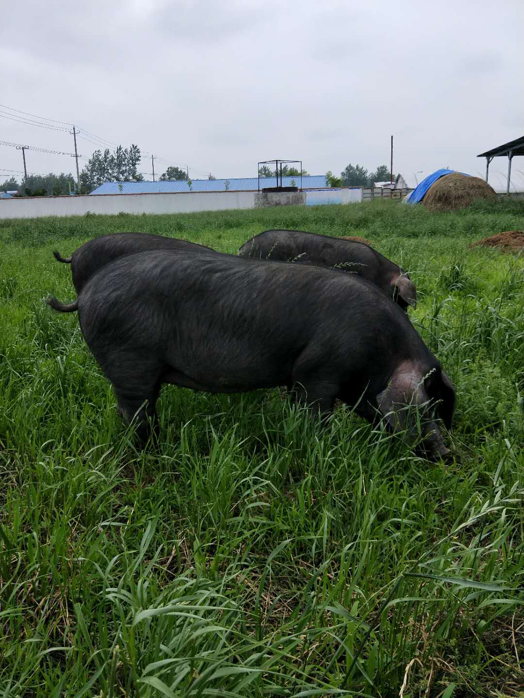 苏太母猪图片