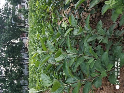 苹果树苗种植基地 苹果树苗批发 质量优质 存活率99%图片