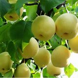 豐水梨圖片/豐水梨樣板圖 (4)