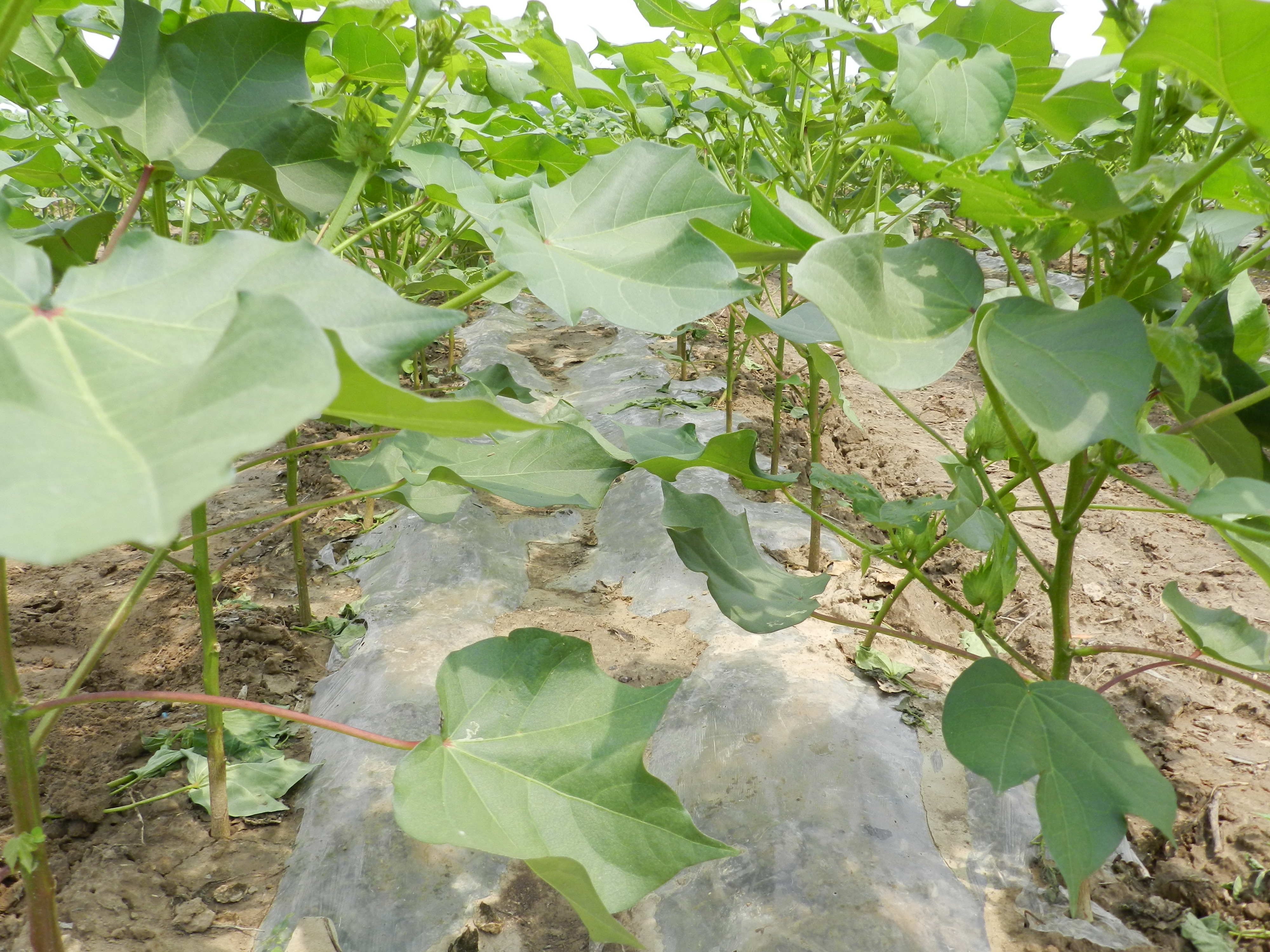 棉花专用氧化生物双降解生态地膜