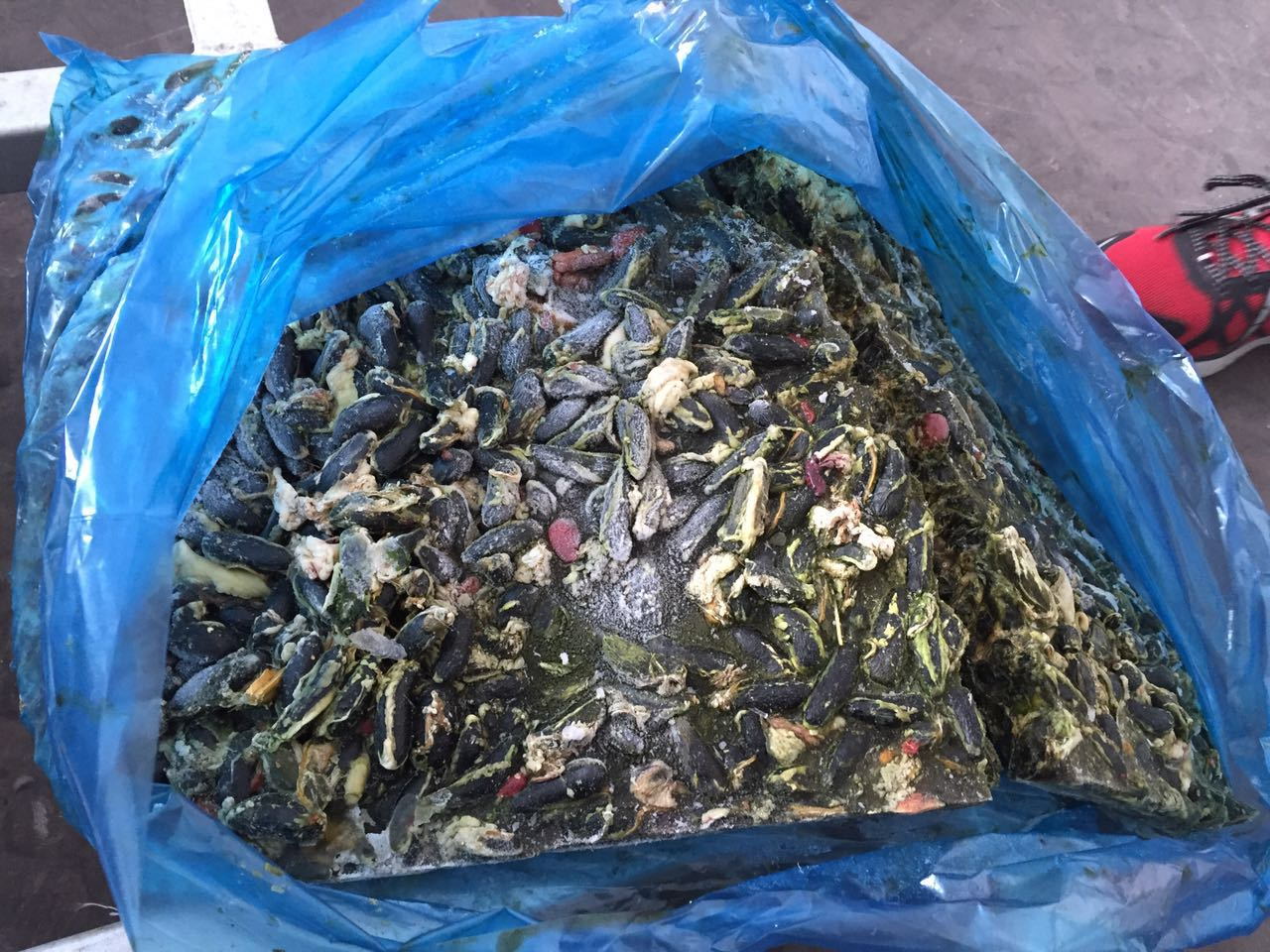 種雞分割廠家 雞苦膽圖片