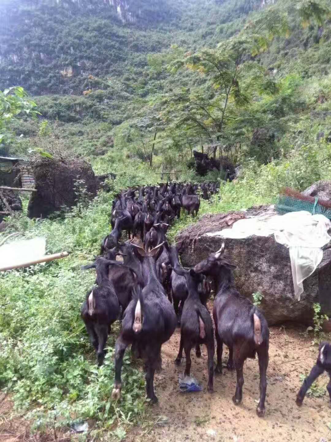 广西羊苗养殖基地哪家好 广西土鸡供货商 广西土鸭供货商 广西黑山羊供货商图片