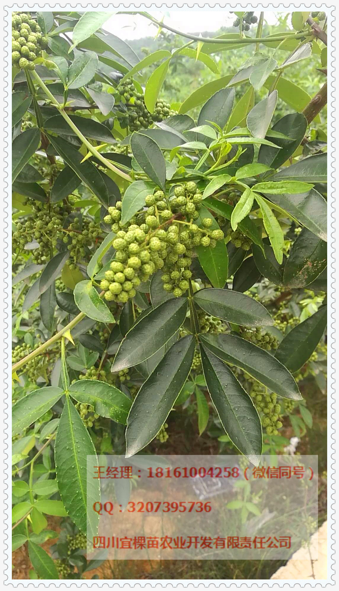 绵阳市花椒苗、无刺花椒苗厂家花椒苗、无刺花椒苗基地、无刺花椒苗价格