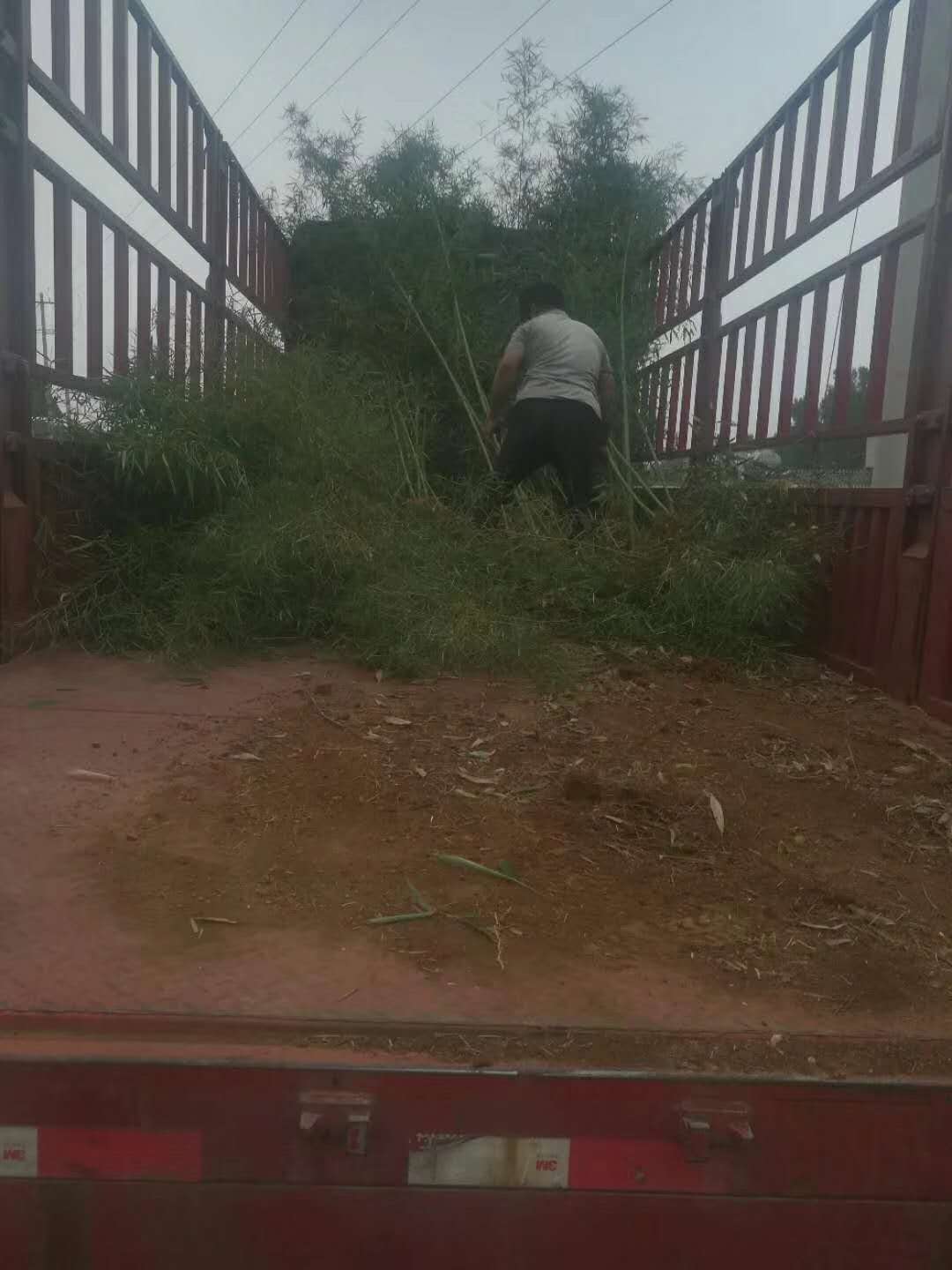 山东竹子种植基地竹子种类竹子价格图片