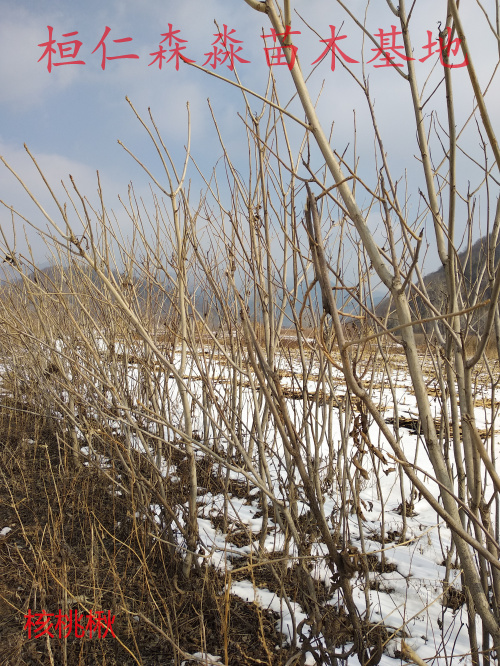 东北核桃楸树苗 辽宁核桃楸基地 东北山核桃树 核桃楸树苗价格 辽宁核桃楸小苗批发