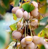 銀杏樹圖片/銀杏樹樣板圖 (4)