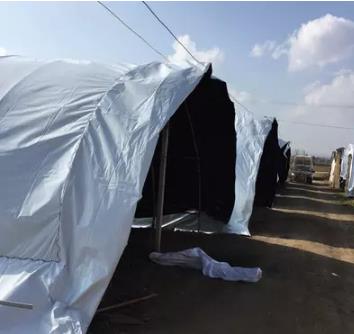 賽瑞斯黑白膜圖片/賽瑞斯黑白膜樣板圖 (3)