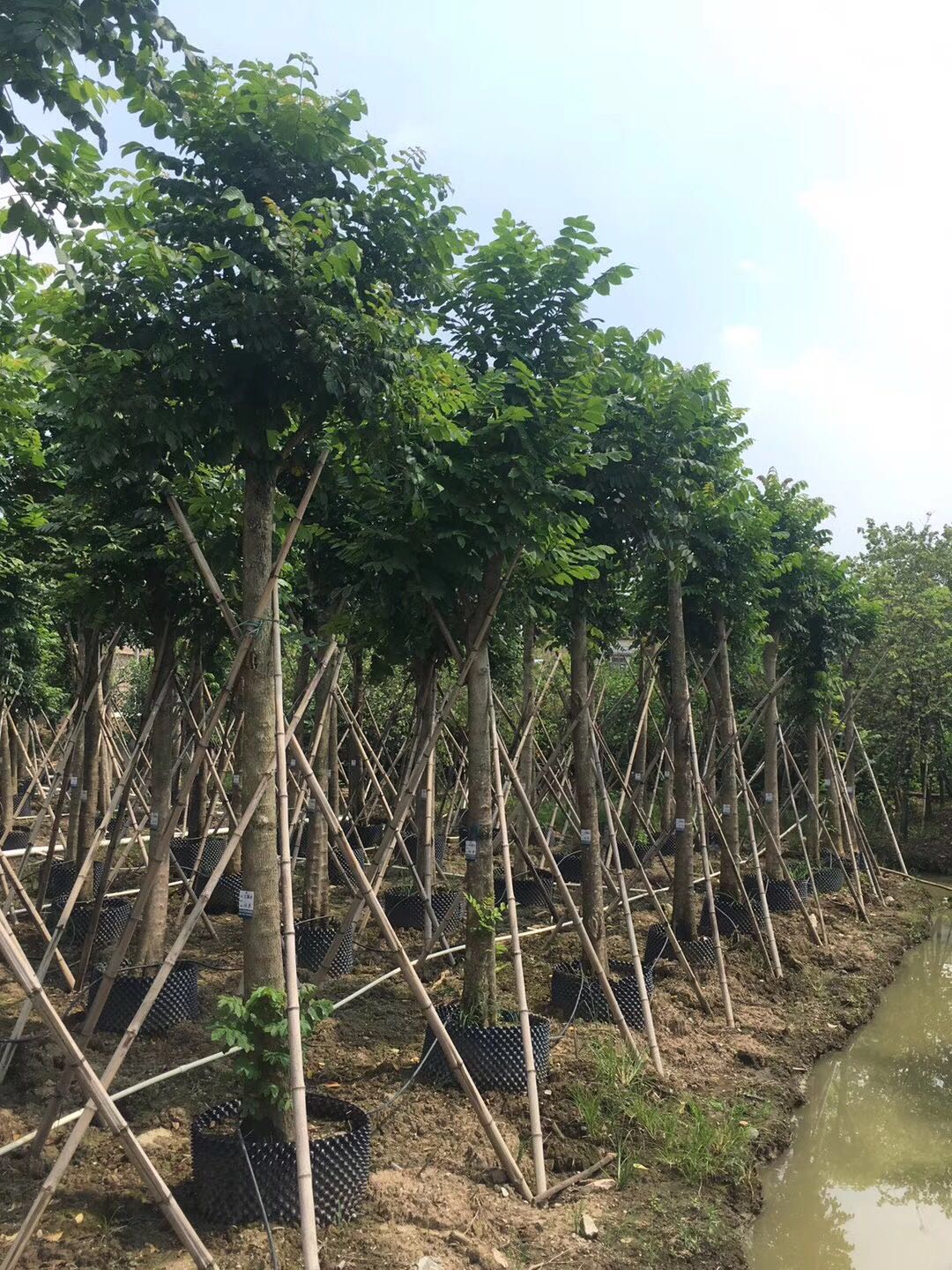 柳州市广西洋紫荆苗木价格厂家广西洋紫荆苗木价格，广西洋紫荆苗，广西洋紫荆苗公司