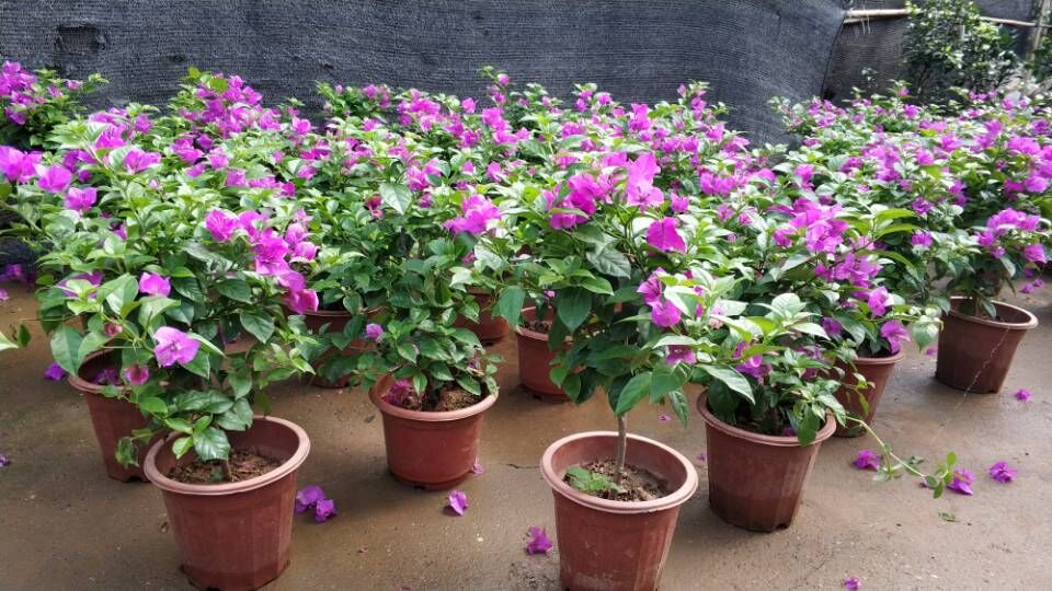 武漢綠化圖片/武漢綠化樣板圖 (1)