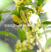 宿州桂花树苗厂家直销 桂花树苗价格合理品质优