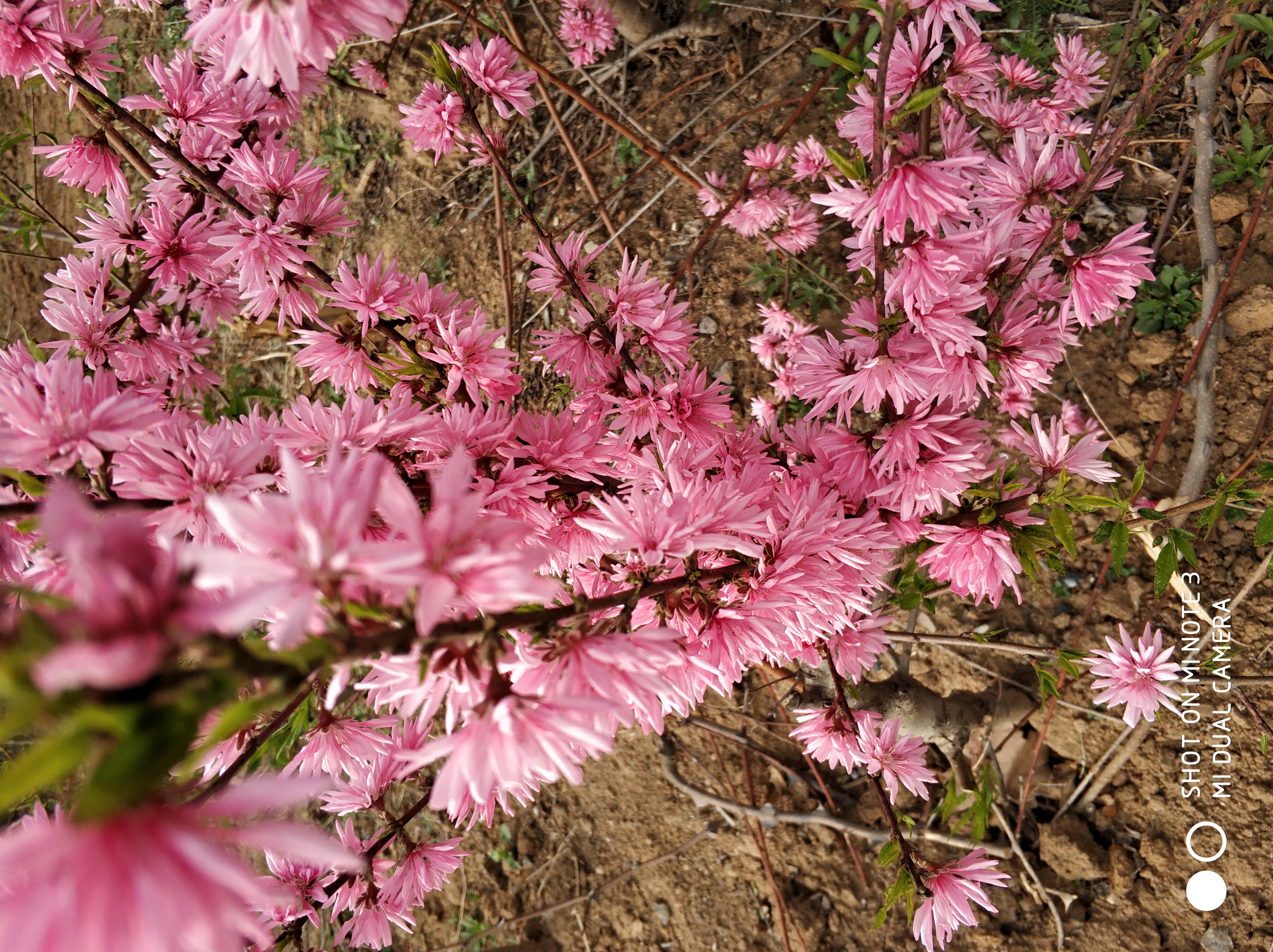 菊花碧桃圖片