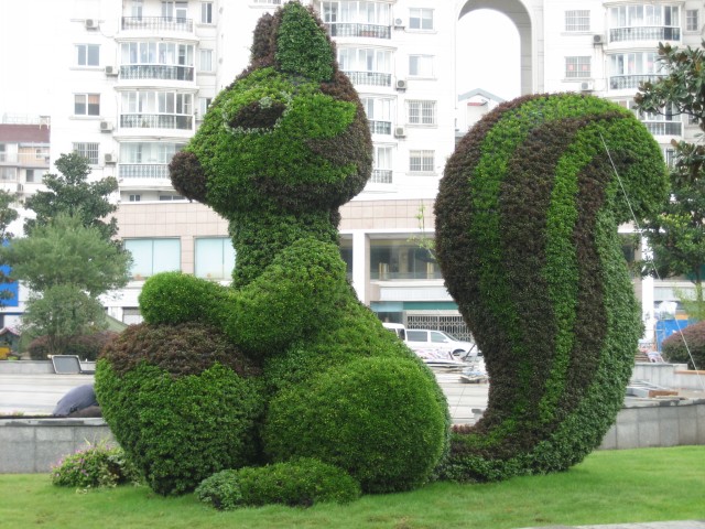 五色草圖片/五色草樣板圖 (1)