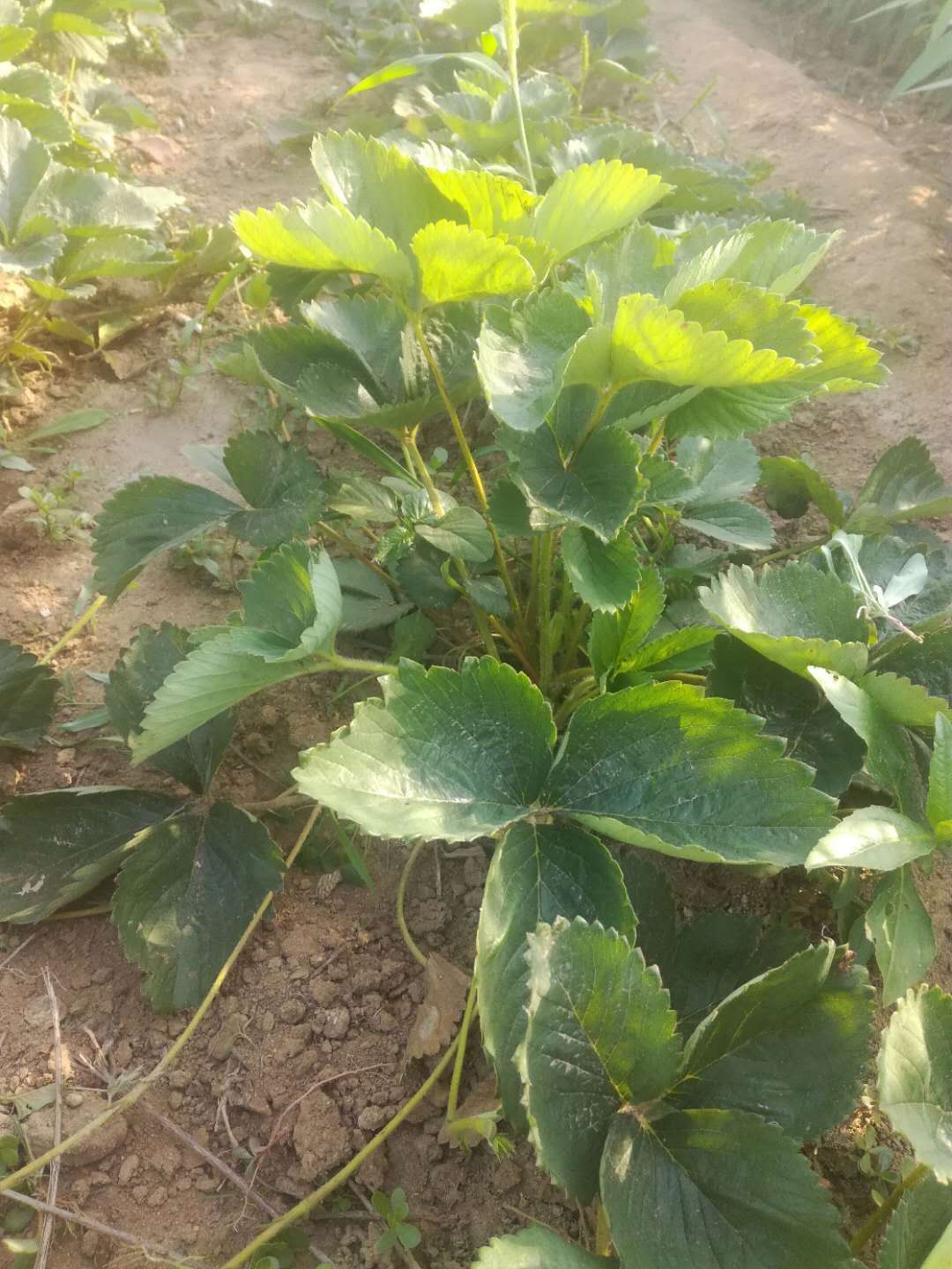 全明星草莓苗圖片/全明星草莓苗樣板圖 (3)