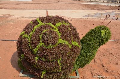 新園五色草立體造型-蝸牛圖片