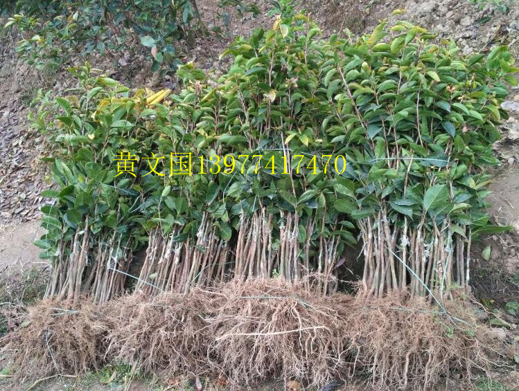 四川大果红花油茶嫁接苗，广西大果红花油茶嫁接苗，云南大果红花油茶树苗嫁接苗图片