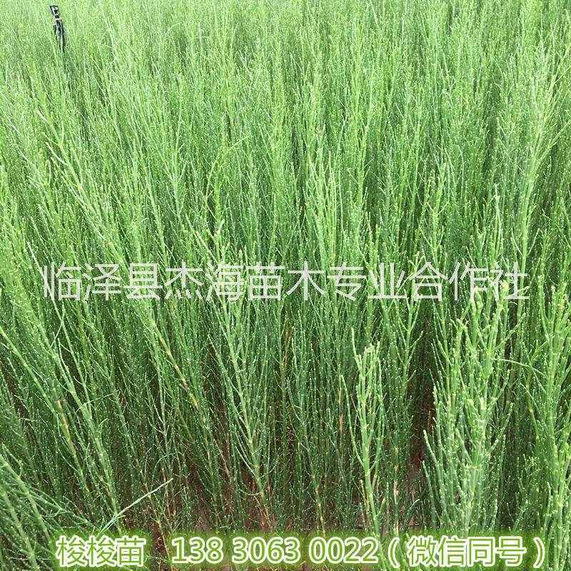 甘肅梭梭苗|2019年梭梭樹價格圖片