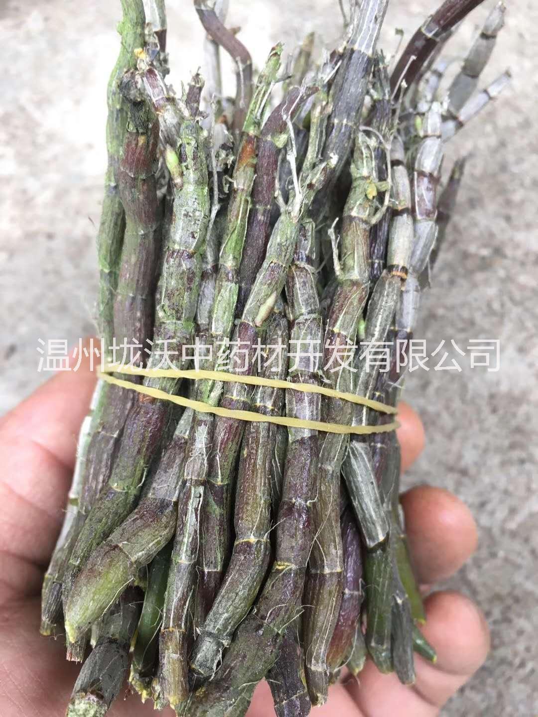 铁皮石斛种植基地批发报价咨询电话 铁皮石斛功效与用途 铁皮石斛图片图片