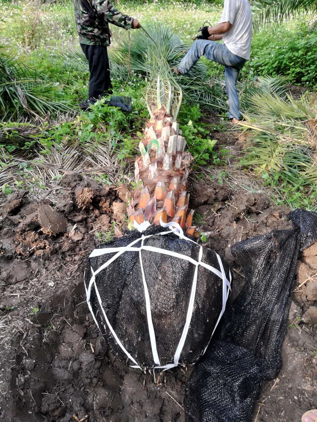 中东海枣 易成活中东海枣批发 银海枣苗木种植基地价格 广西中东海枣多少钱图片