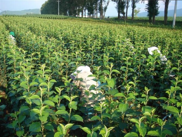 陕西苹果苗 苹果苗繁殖基地 陕西苹果苗批发 苹果苗基地图片