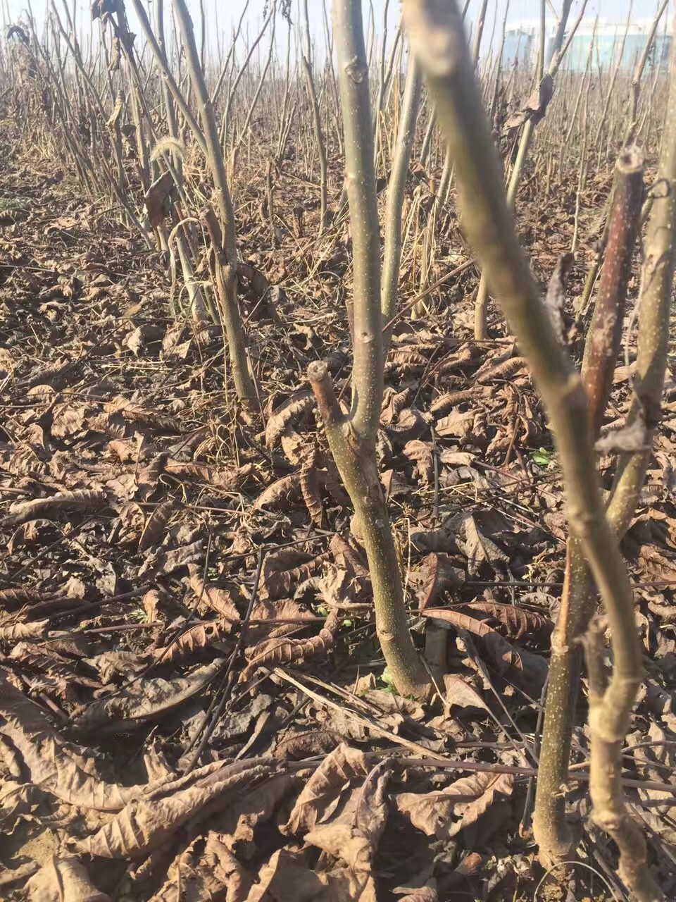 核桃苗怎么种植图片