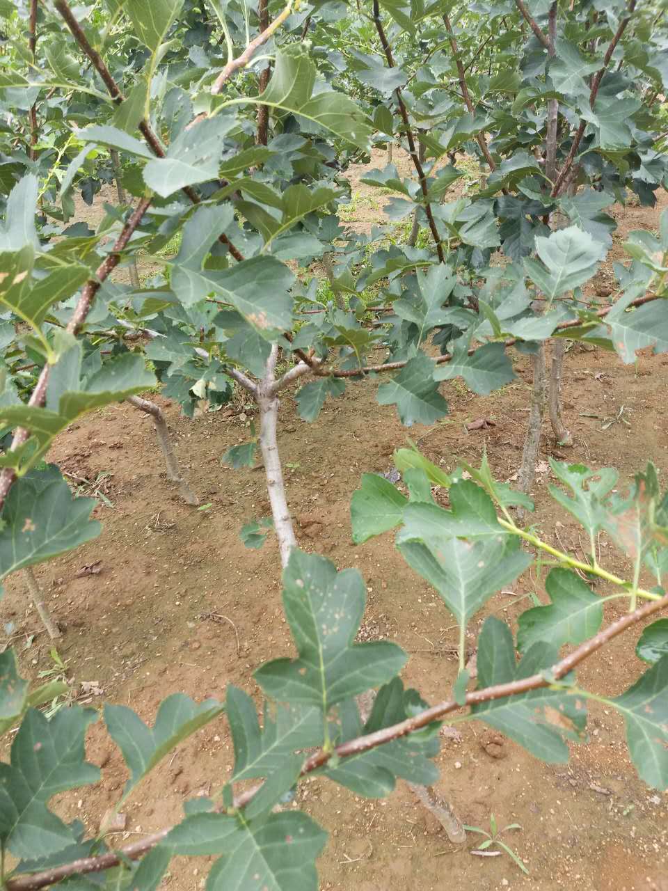 成活率高圖片/成活率高樣板圖 (3)