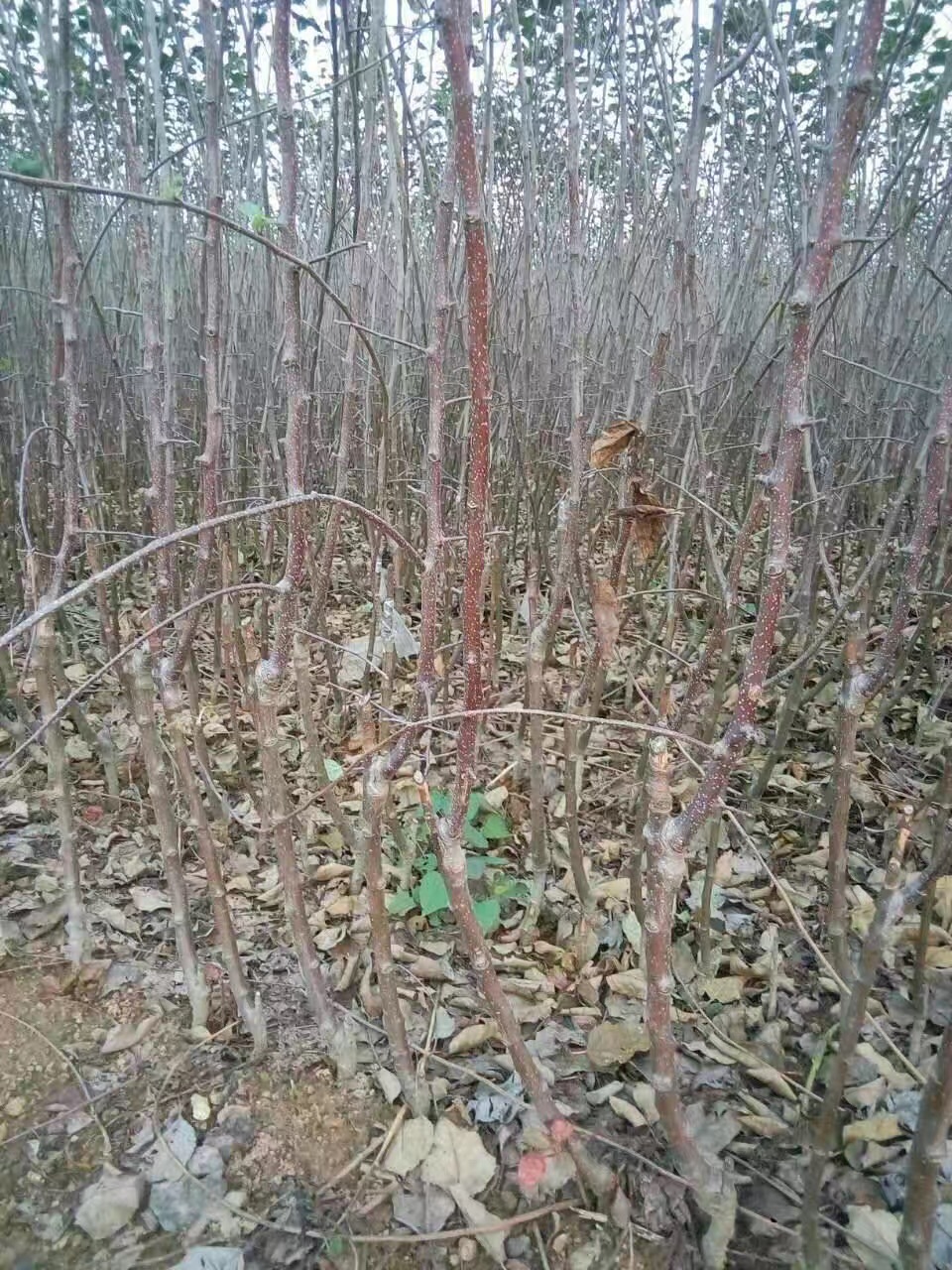 苹果苗栽培技术苹果苗栽培技术