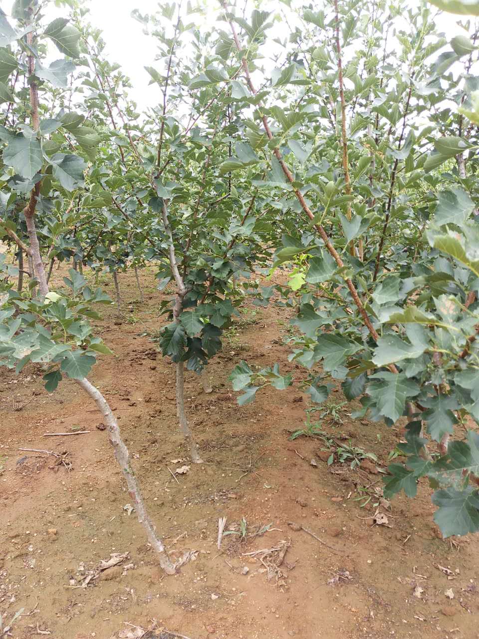 成活率高圖片/成活率高樣板圖 (2)