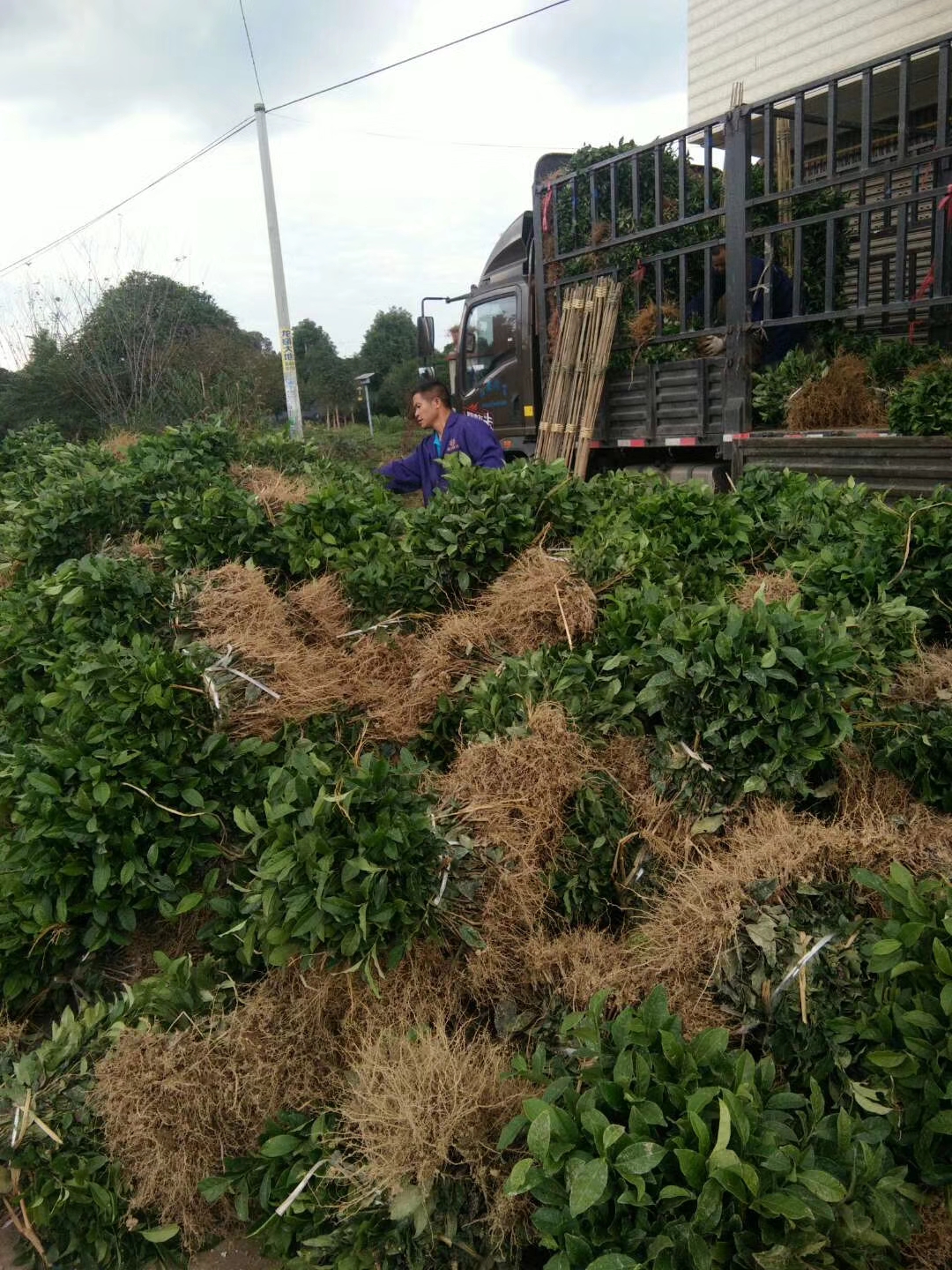 湖北中茶108茶苗茶苗|湖北茶苗专业种植基地|湖北专业茶苗批发价格