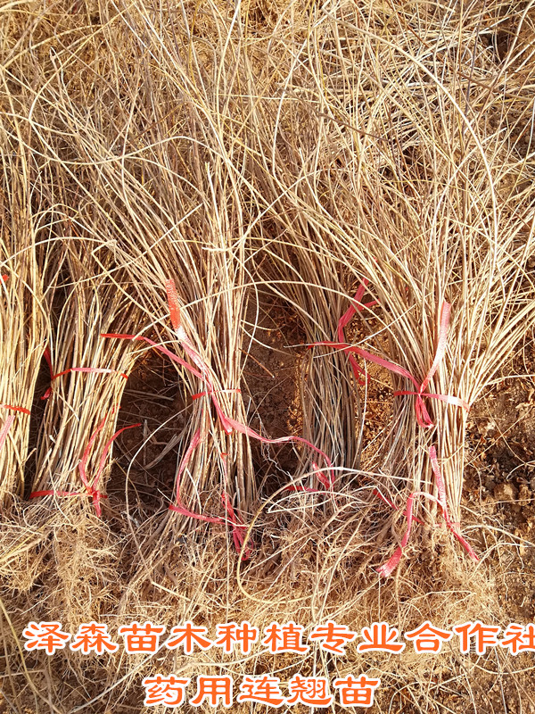 山西2年连翘苗种植基地2年连翘苗药用连翘苗图片