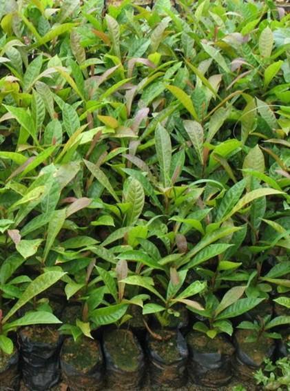 杜英苗圖片/杜英苗樣板圖 (4)