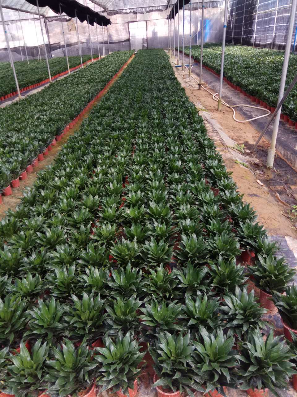 廣州苗木種殖圖片/廣州苗木種殖樣板圖 (1)