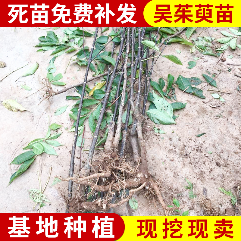 中花吴茱萸苗  树苗 扦插苗 枝条 种苗 正宗茶辣 广西吴萸 吴茱萸批发商 吴茱萸批发商 厂地供应 吴茱萸批发商厂地供应图片