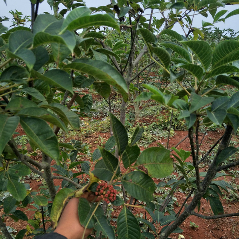 中花吴茱萸苗  树苗 扦插苗 枝条 种苗 正宗茶辣 广西吴萸 中药材吴茱萸