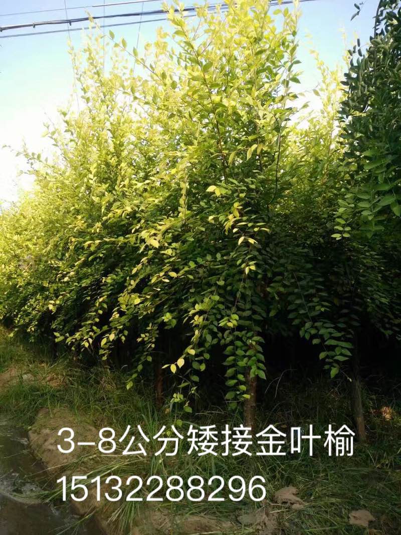 供应金叶榆木苗种植基地图片