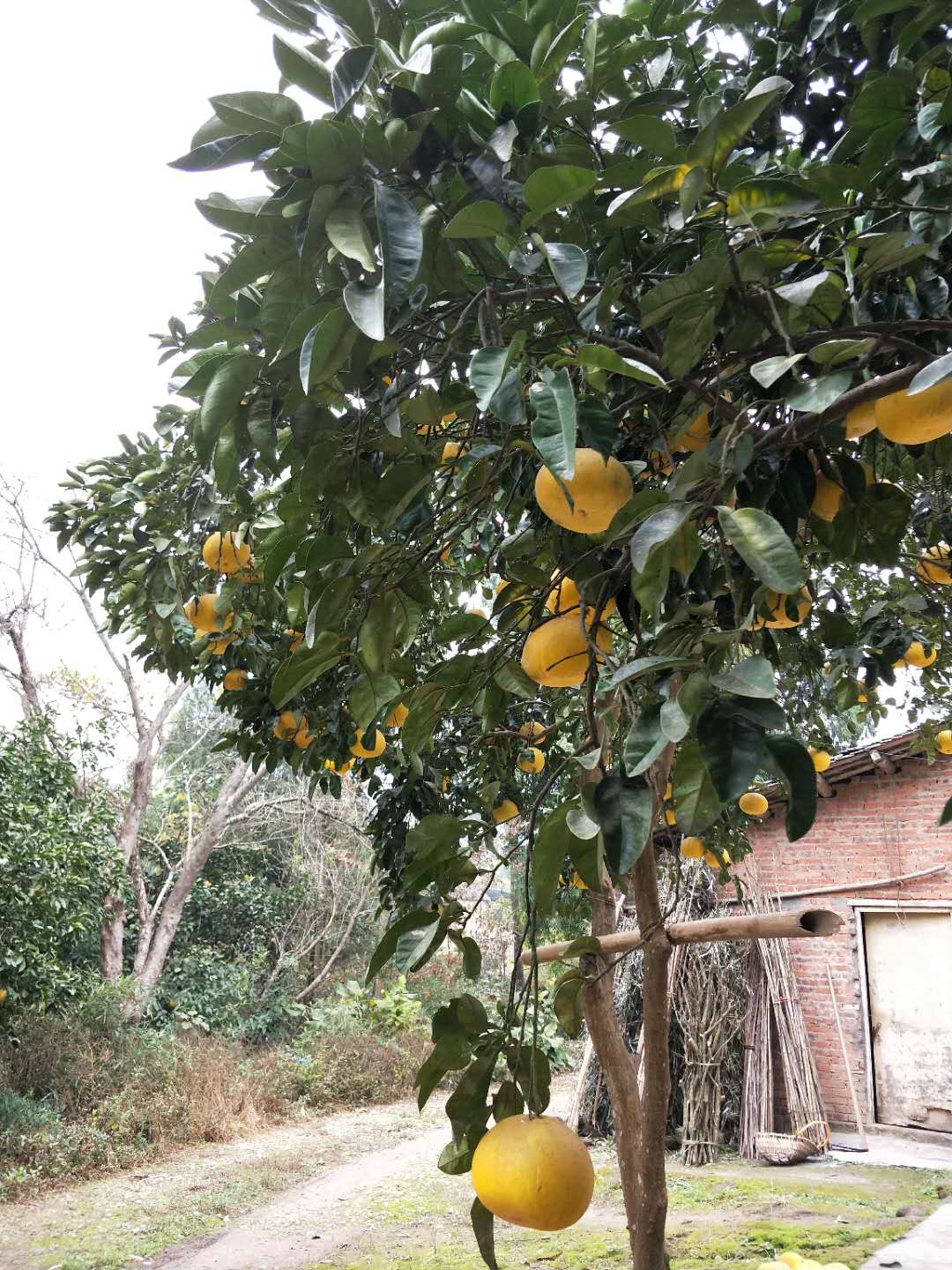 批发正宗梁平柚，龙潭柚可零售价格实惠