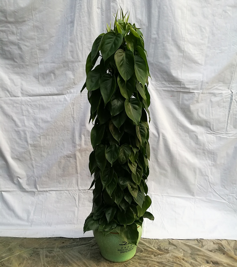 植物租賃圖片/植物租賃樣板圖 (4)