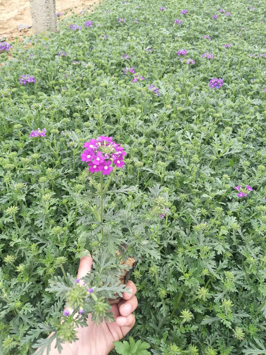 青州草花出售；草花基地价格；