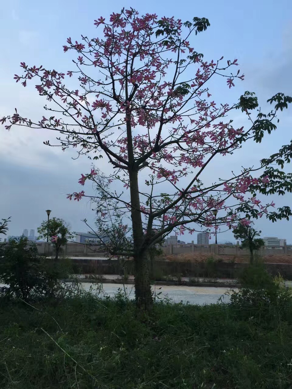 大量低价供应美丽异木棉-揭阳美人树-普宁丝木棉-自家苗场种植销售及园艺园林-5-30公分图片