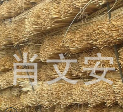 柳條圖片/柳條樣板圖 (3)