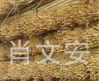 柳條圖片/柳條樣板圖 (2)