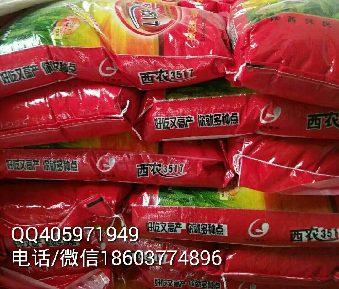 用于农业生产的强筋优质高产抗病品种西农3517小麦种子图片