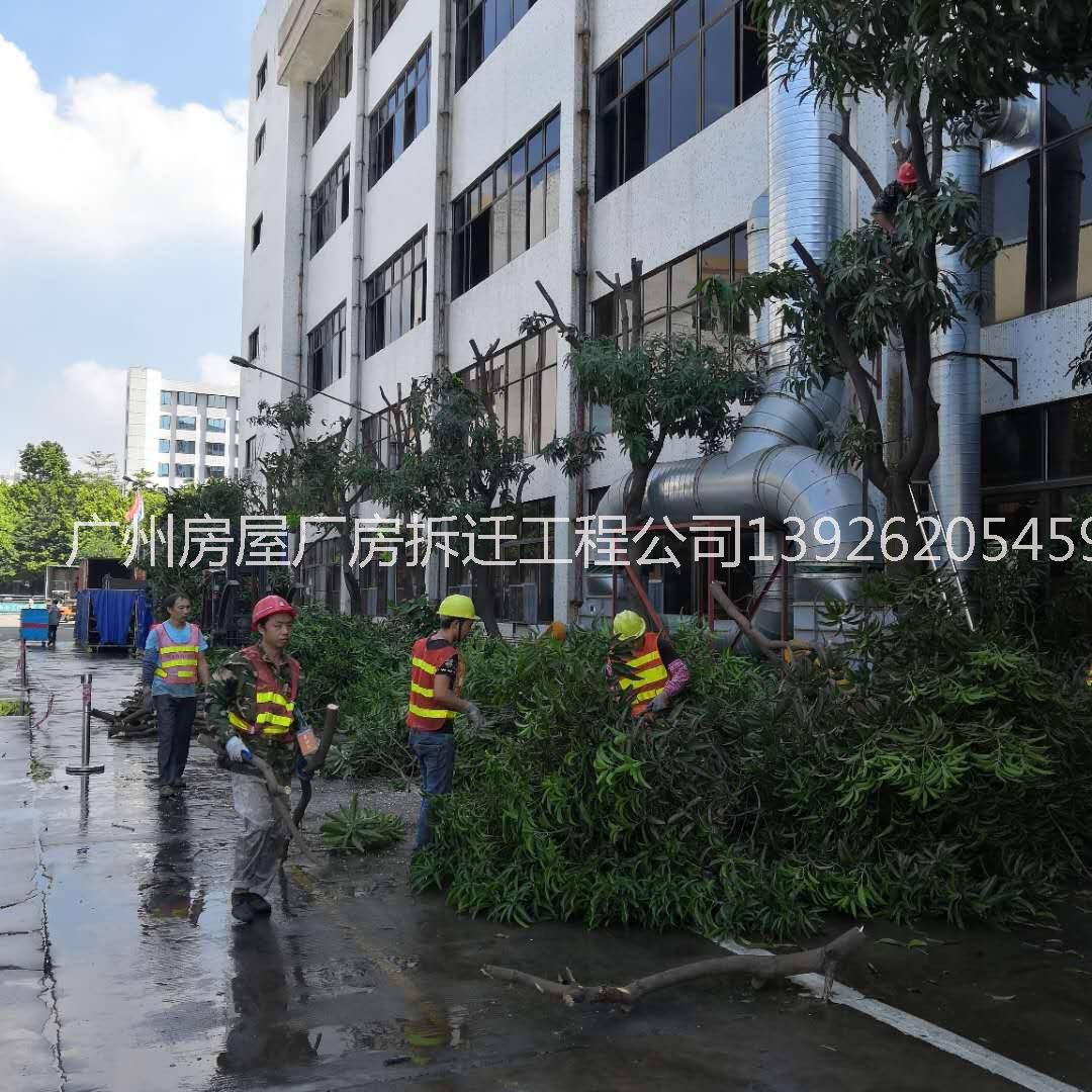 佛山专业砍树工程公司 专业道路紧急救援施工砍树修枝伐木佛山危树抢修园林绿化工程公司图片