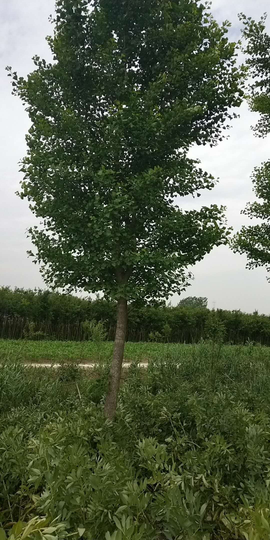 江苏银杏树价格，江苏银杏树种植基地，江苏银杏树批发价格图片