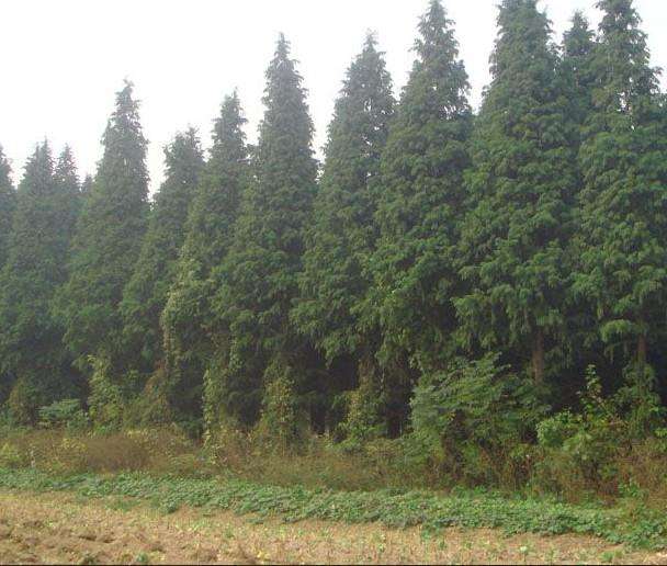 盐城市中山杉种植基地厂家中山杉种植基地，江苏中山杉报价，中山杉苗批发价格