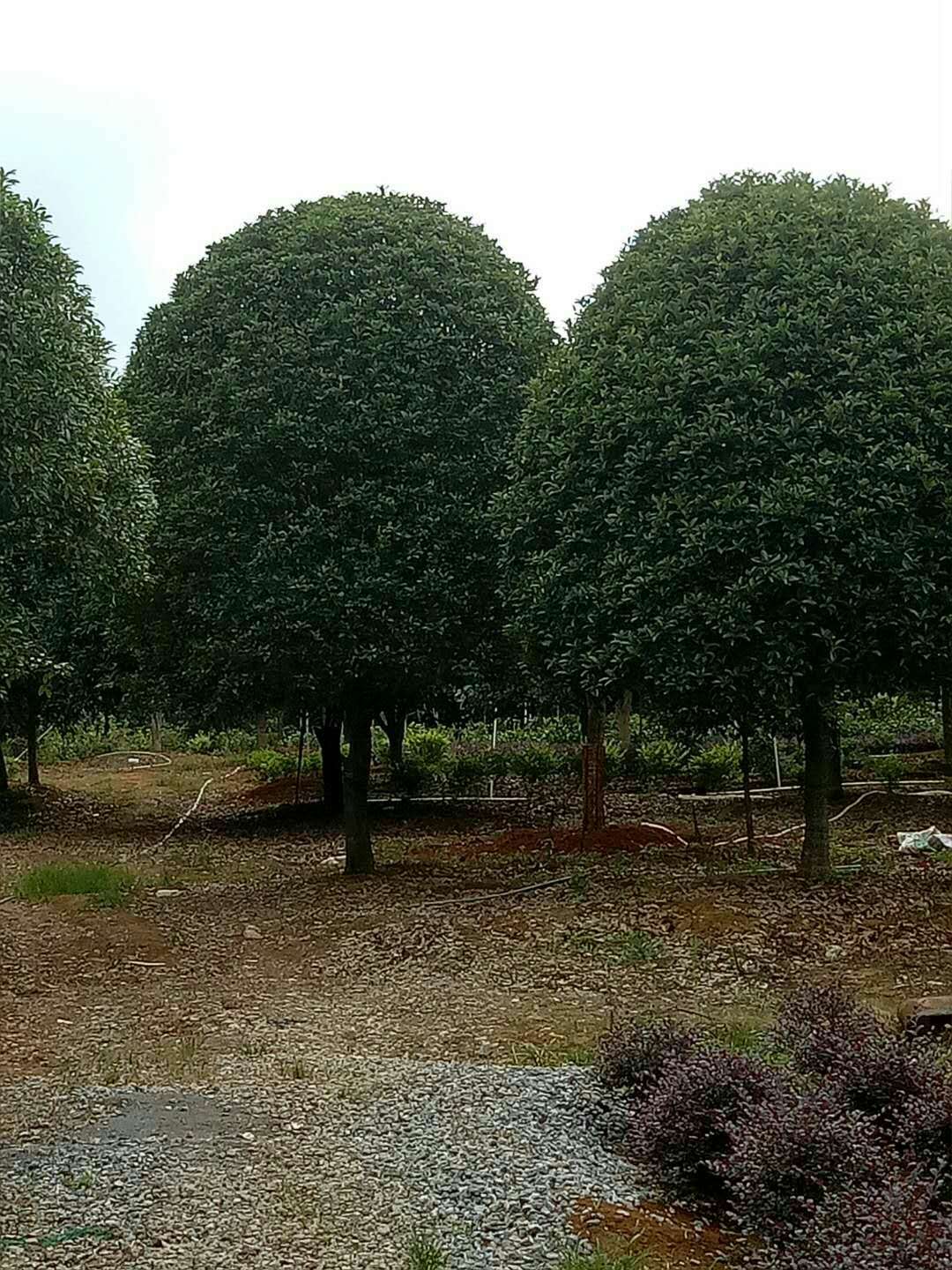 广西桂花树批发|供应广西桂花树批发价格表|广西桂林桂花树价格