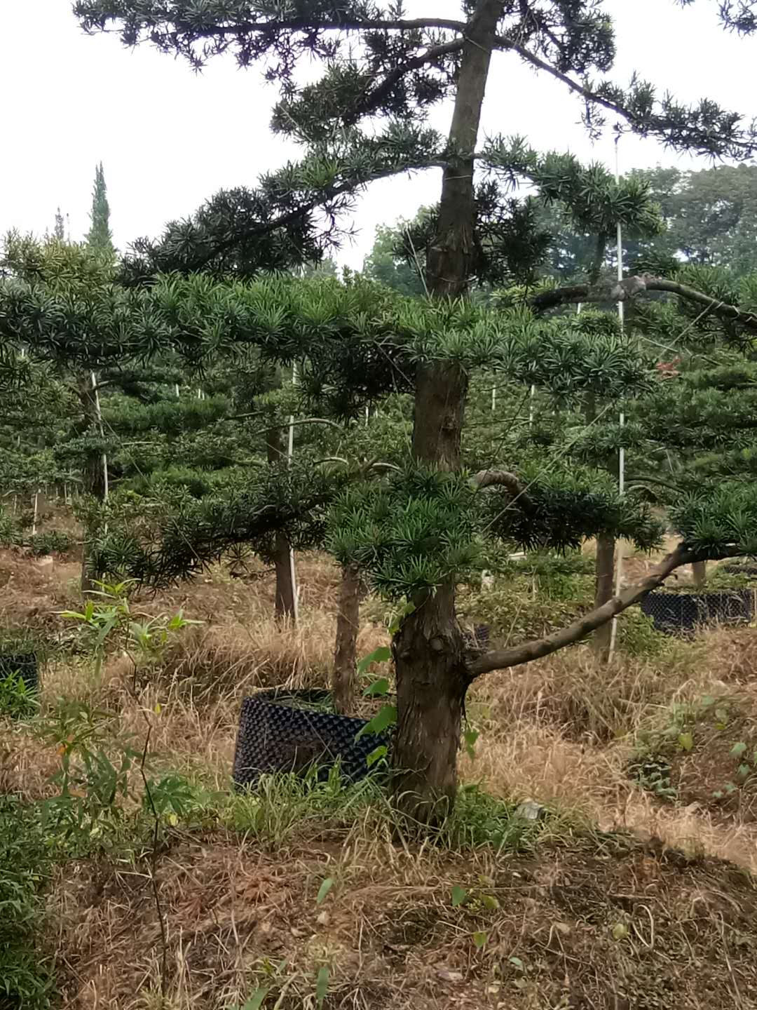 罗汉松价格图片