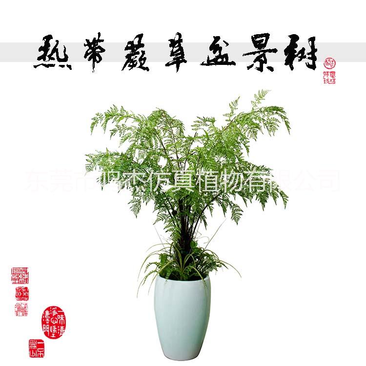 仿真波斯叶蕨草盆景羊齿蕨水杉叶巴 热带仿真波斯蕨草盆景 热带仿真波斯蕨草盆景供应商 热带仿真波斯蕨草盆景YC029