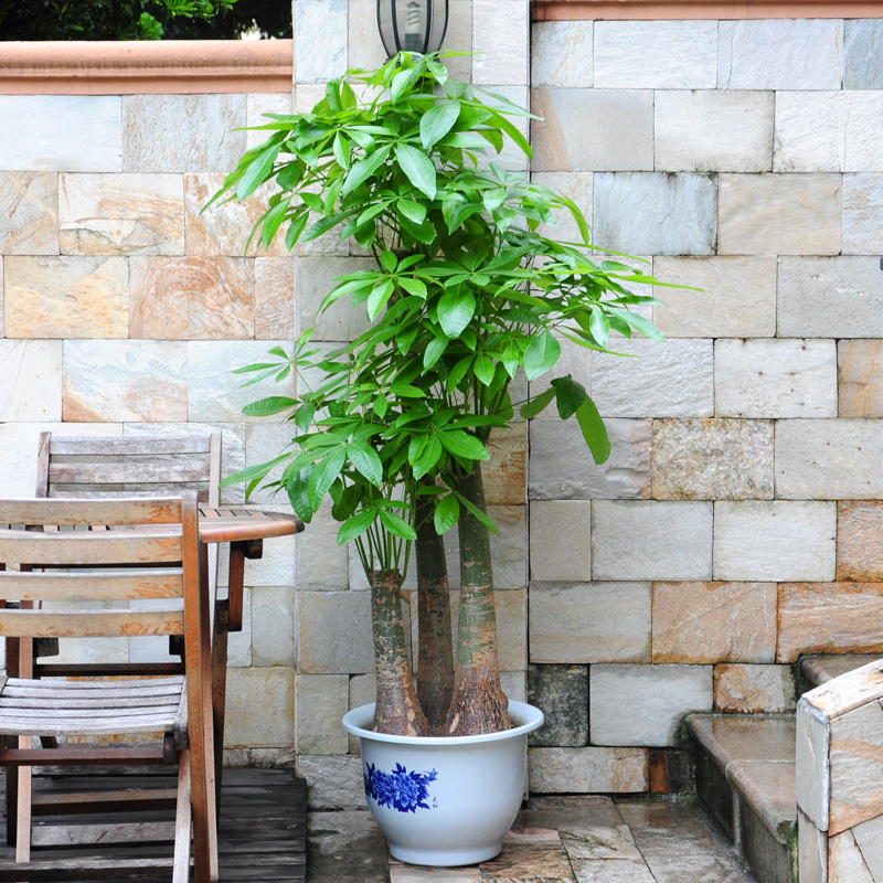 武汉写字楼绿植花木出租销售，办公室苗木盆栽租摆维护图片