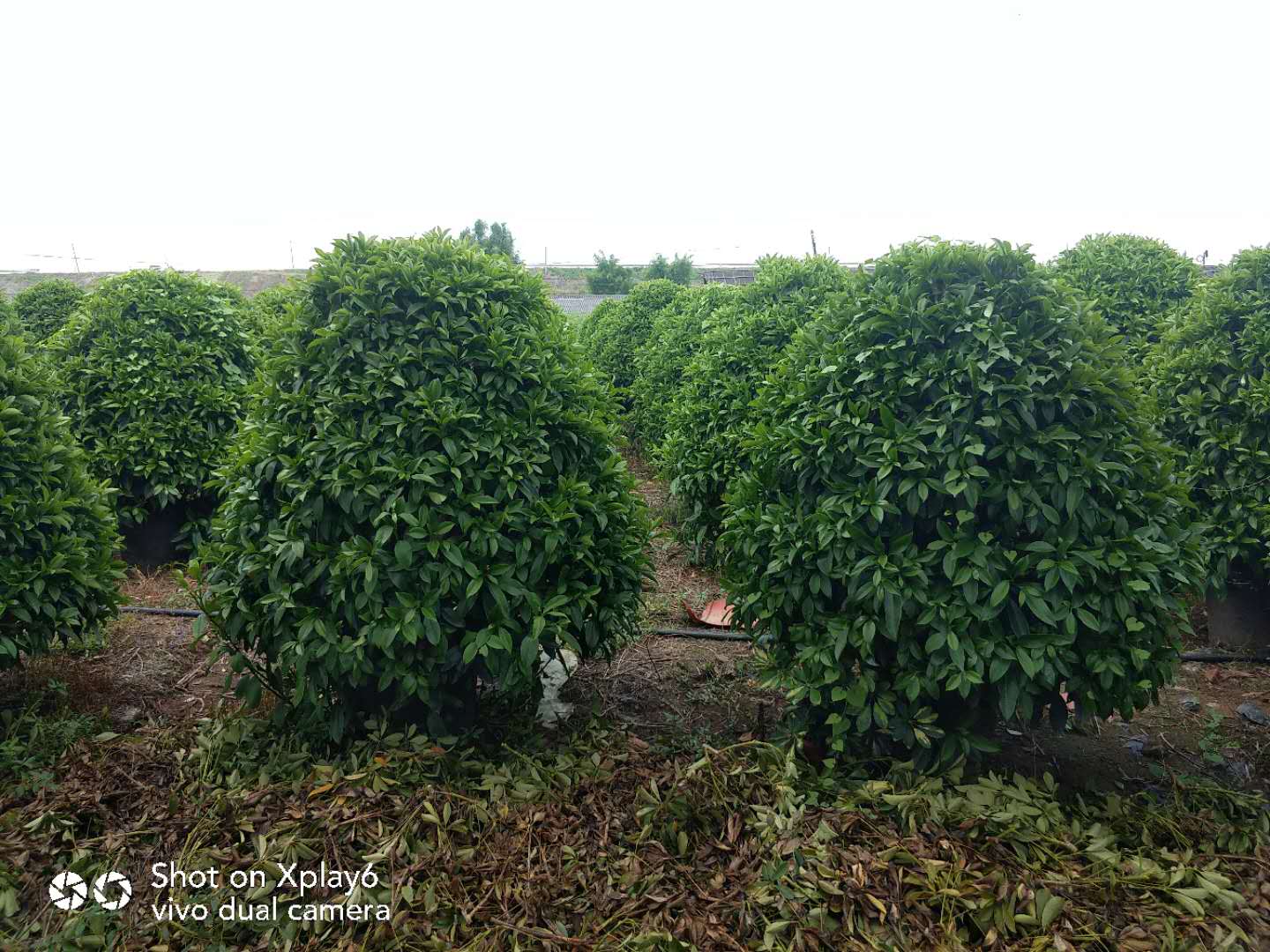 广东非洲茉莉基地 广东佛山非洲茉莉种植基地 非洲茉莉批发 非洲茉莉价格图片